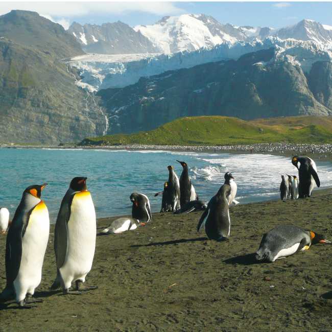 The raw beauty of South Georgia's landscape is breathtaking | Alan Levy