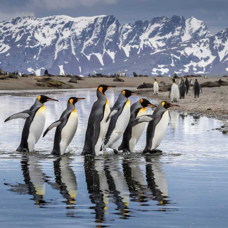 King Penguin parade on South Georgia | Richard I'Anson