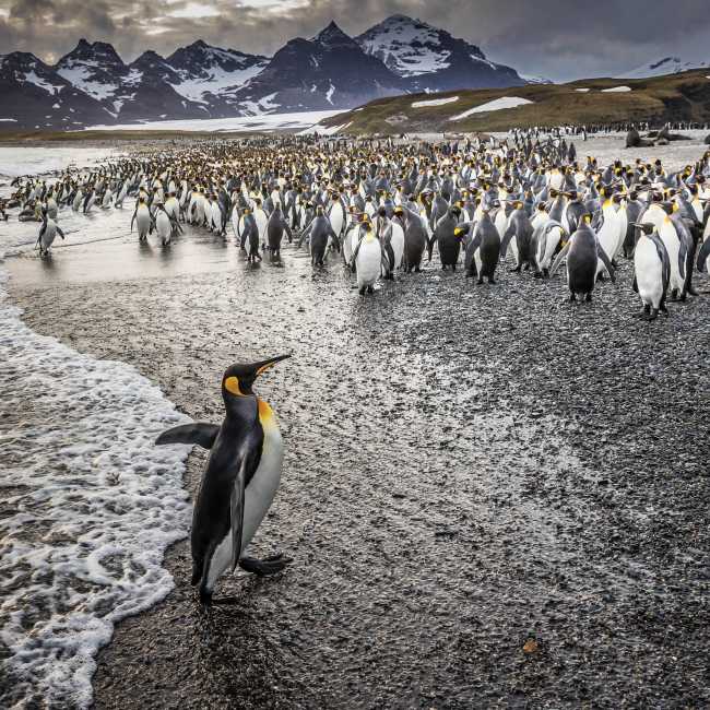 South Georgia's breathtaking scenery and huge numbers of wildlife make it a 'must see' | Richard I'Anson