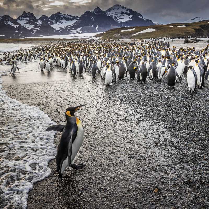 South Georgia's breathtaking scenery and huge numbers of wildlife make it a 'must see' | Richard I'Anson