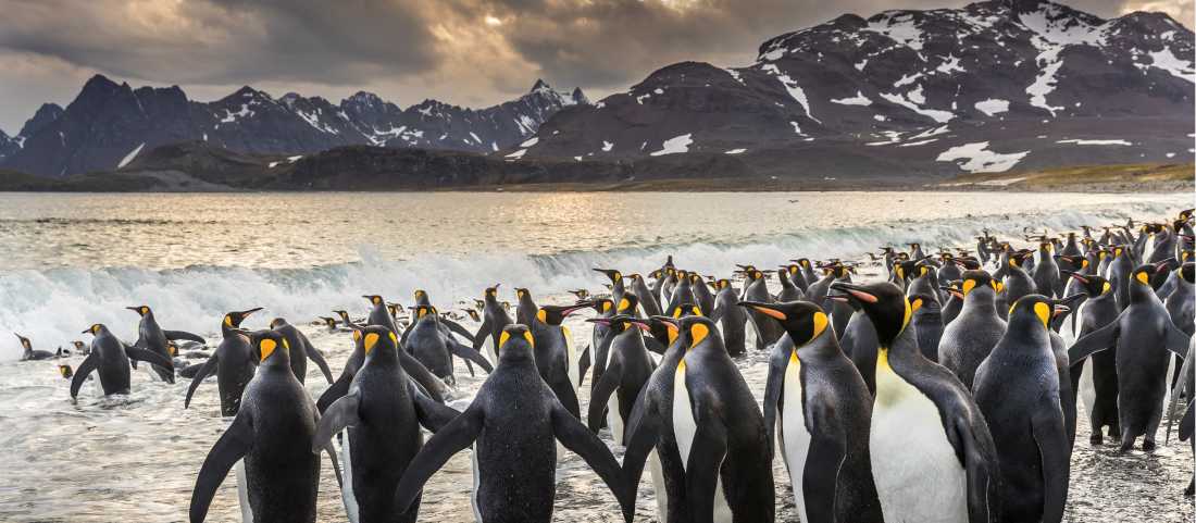 South Georgia Sub Antarctic