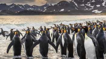 South Georgia Sub Antarctic,Richard I'Anson South Georgia's breathtaking scenery and huge numbers of wildlife make it a 'must see'