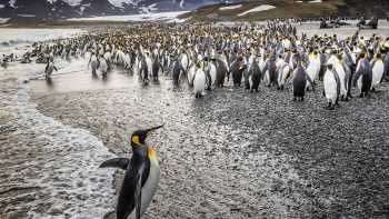 South Georgia Sub Antarctic,Richard I'Anson South Georgia's breathtaking scenery and huge numbers of wildlife make it a 'must see'