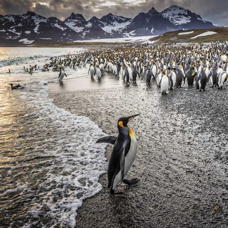 South Georgia's breathtaking scenery and huge numbers of wildlife make it a 'must see' | Richard I'Anson