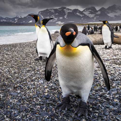 A curious King Penguin comes in for a closer inspection on South Georgia