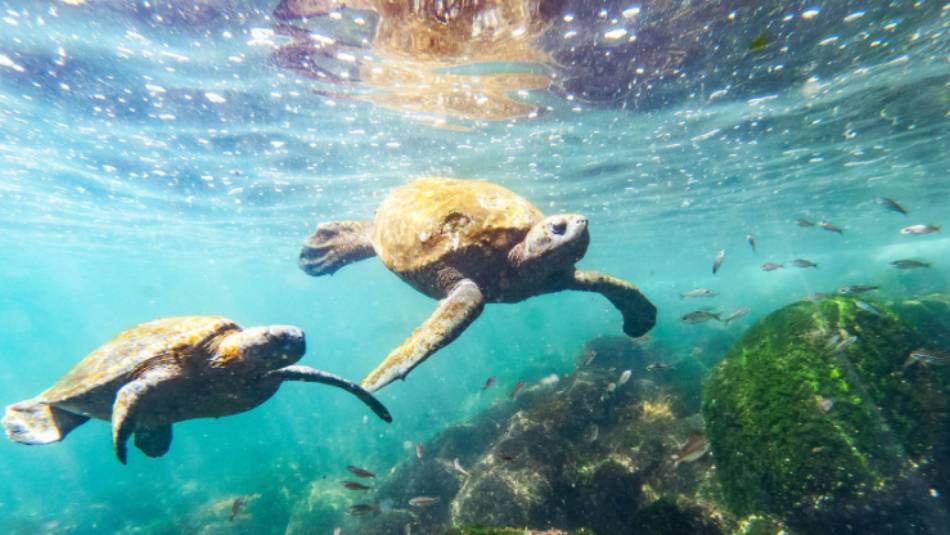 Sea Turtles