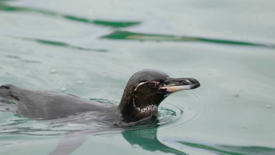 Galapagos Penguin | Yolanda Escobar