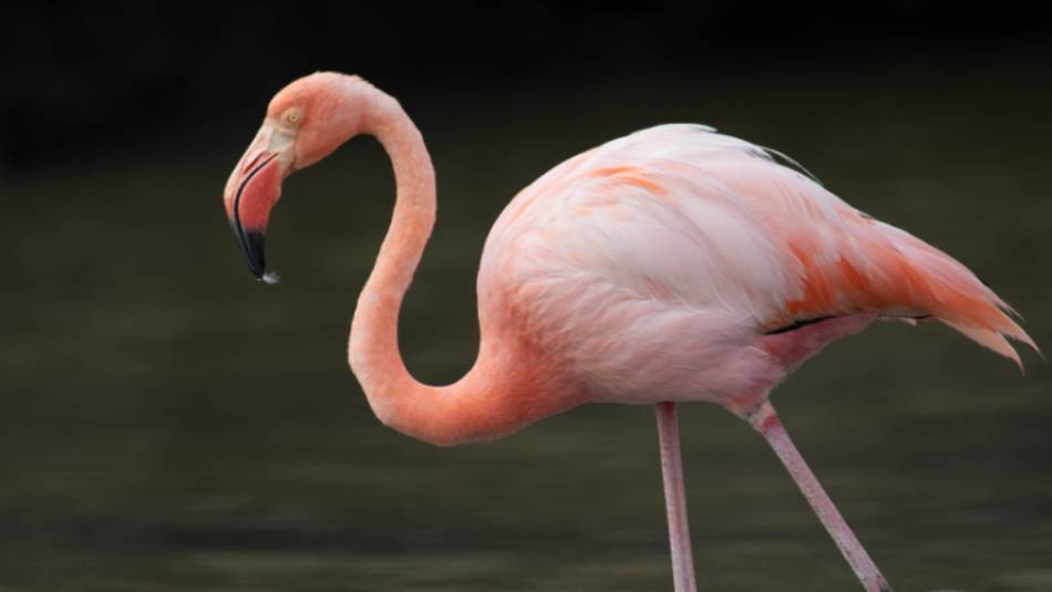The vibrant Pink Flamingo's of the Galapagos Islands | Bernardo Sambra
