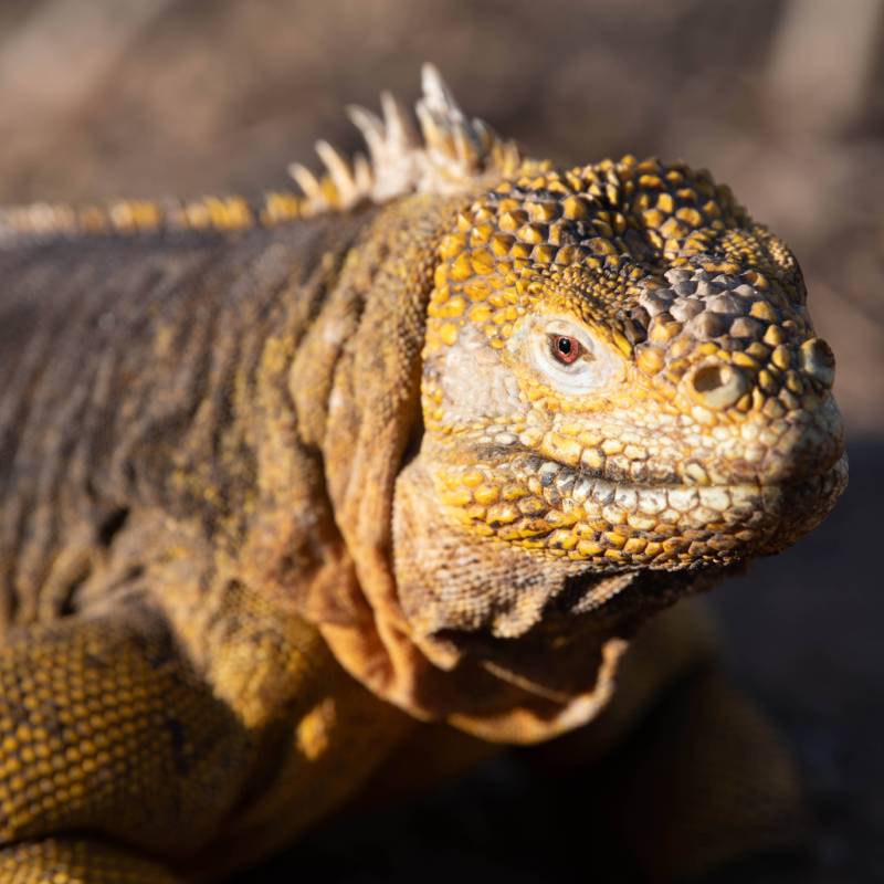 Land Iguana | Bernardo Sambra