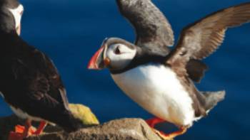 Iceland Puffins,istock photos Iceland Puffins