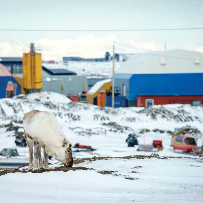 Reindeer grazes in Longyearbyen | Tessa Chan