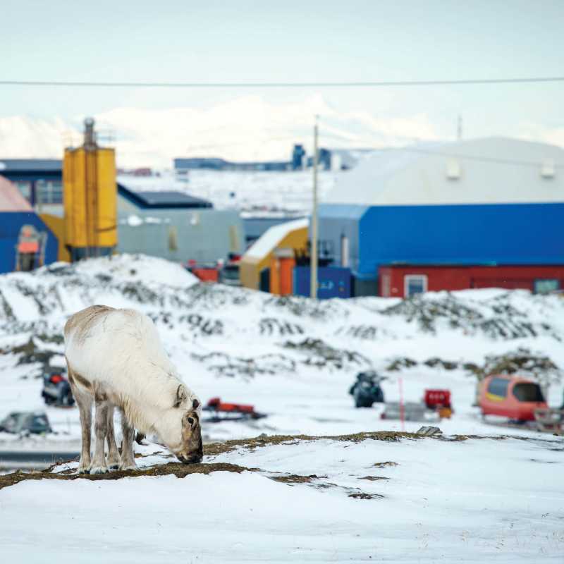 Reindeer grazes in Longyearbyen | Tessa Chan