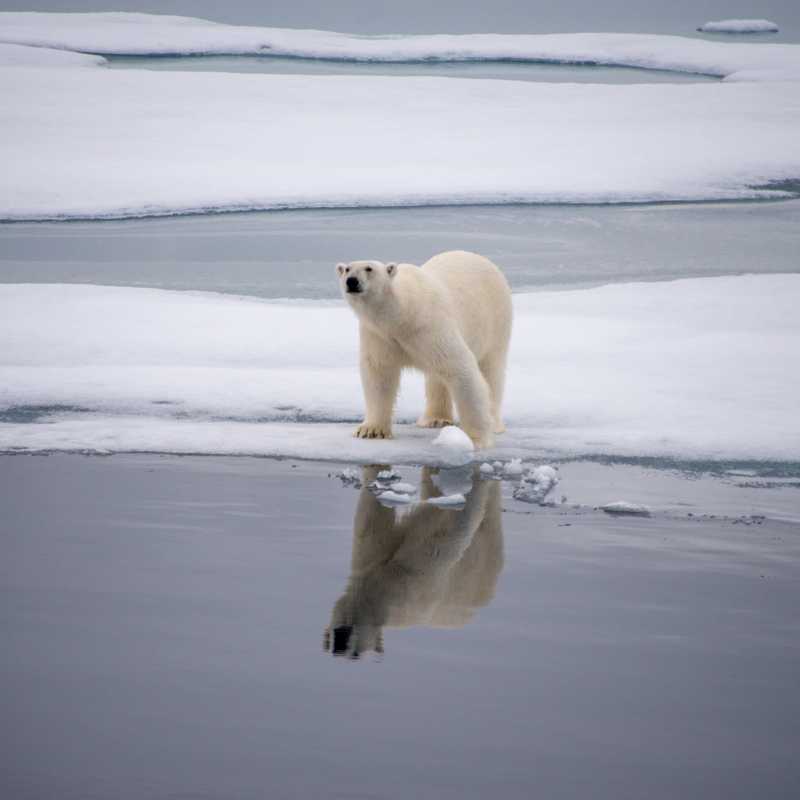 A polar bear checks surroundings in Svalbard | Toby Story