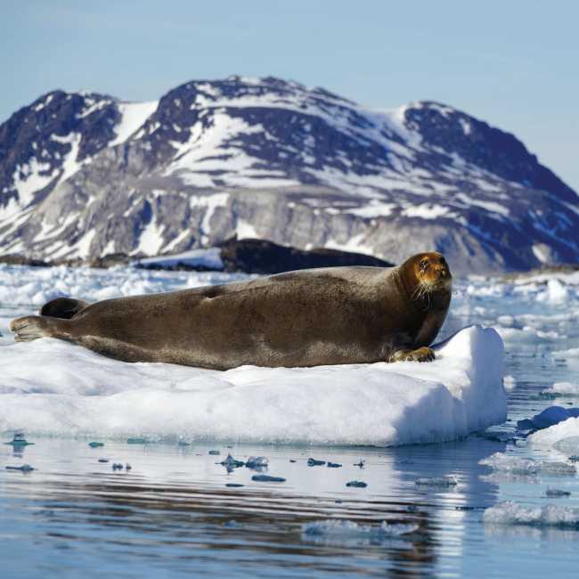 Curious Bearded Seal relaxing on the pack ice | Gesine Cheung