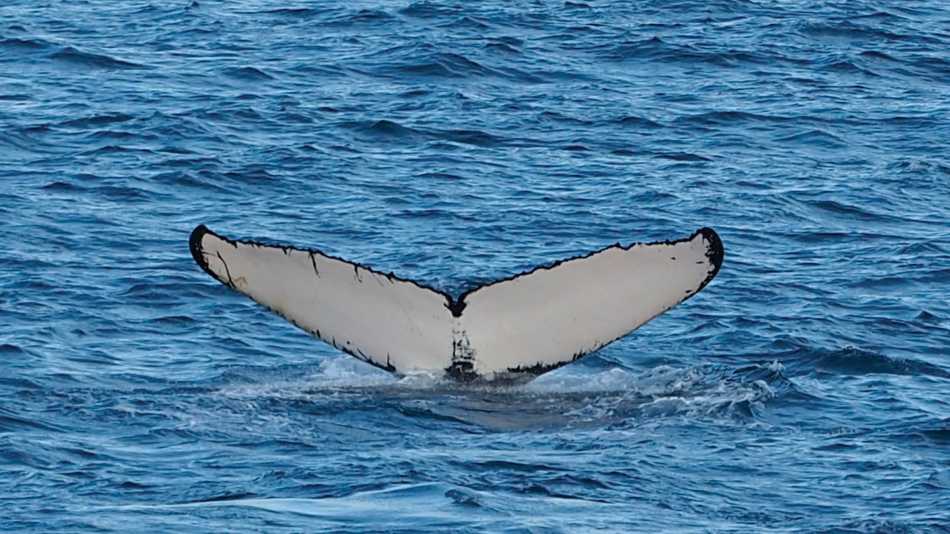 A humpback whale fluke's | Rachel Imber