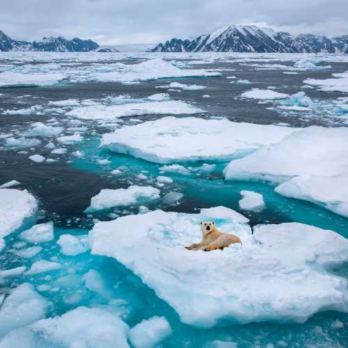 Polar bear resting on floating sea ice off Greenland.
