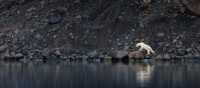Polar bear exploring the coastline in eastern Greenland | Jane Rix