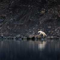 Polar bear exploring the coastline in eastern Greenland | Jane Rix