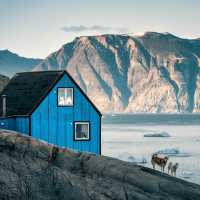Huskies in Western Greenland