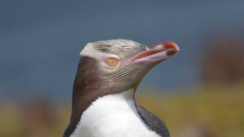 Yellow-eyed Penguin, Enderby Island