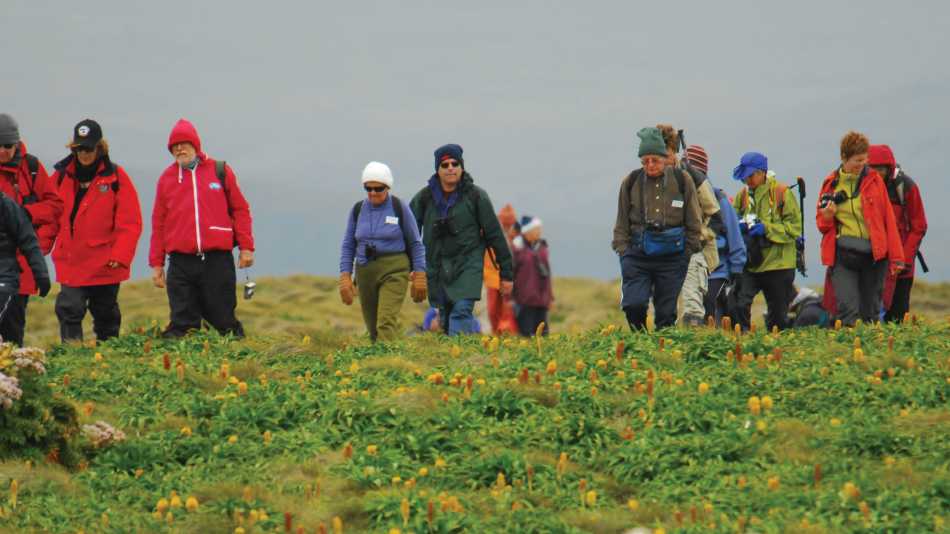 Walking through megaherbs on Campbell Island | Aaron Russ