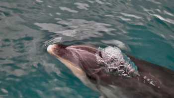 Dolphin © Heidi Dohn,Heidi Dohn A dolphin cruises along with the boat