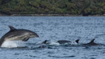 Dusky Sound © V.Lubrick,V Lubrick Playful dolphins, Dusky Sound