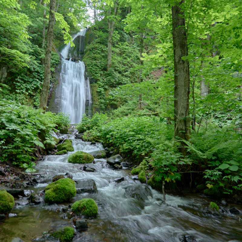 Lush forests in Towada-Hachimantai National Park | Ewan Bell