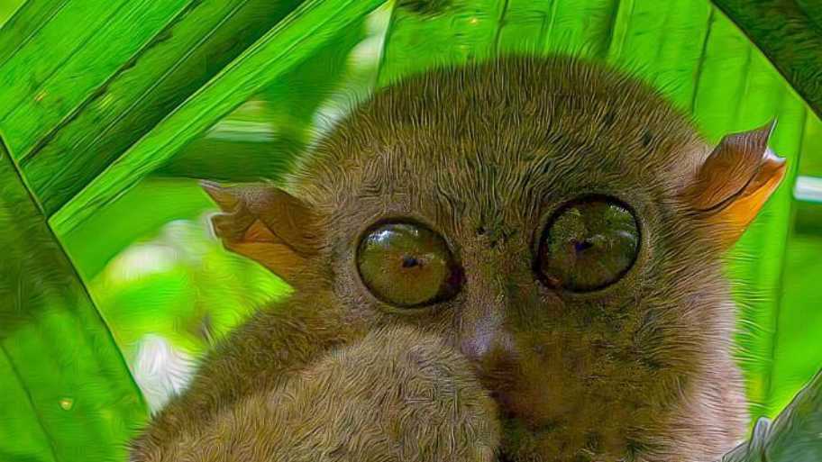 The tiny Philippine Tasier, Bohol Island | copyright rayinmanila,flickr