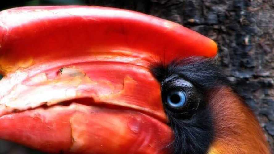 The impressive Rufous Hornbill | hanssplinter,flickr