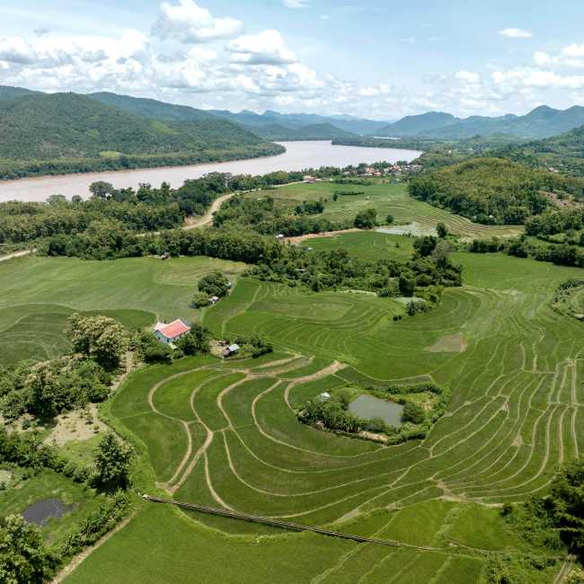 The fertile banks of the Mekong River, Laos