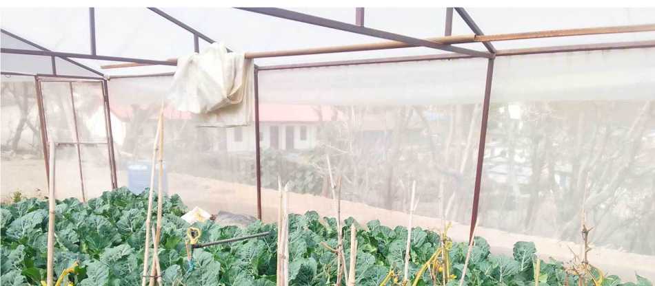 Greenhouse tunnel in Nepal