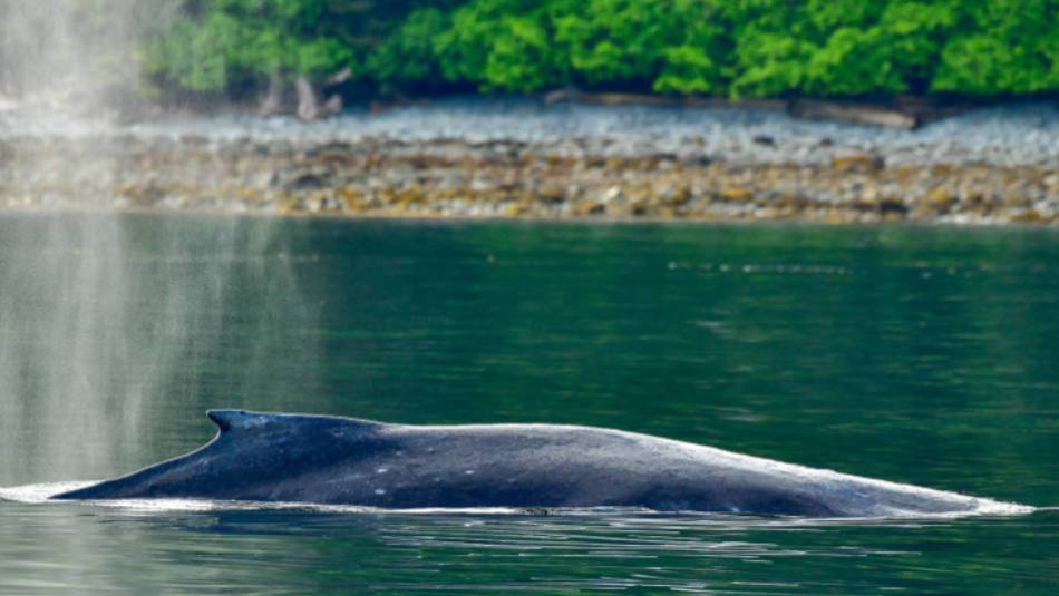 Wildlife is a unique focus on trips to Haida Gwaii | Phillip Stone