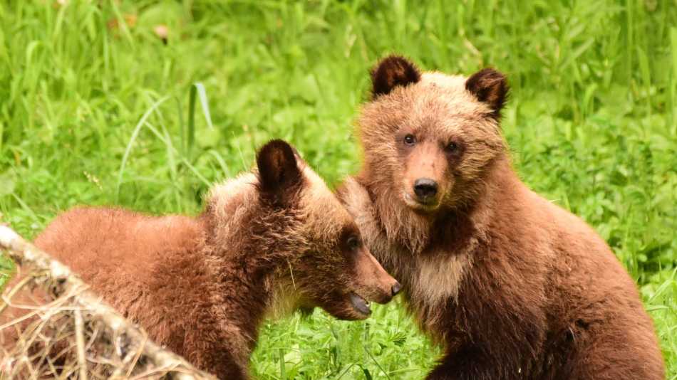 A pair of young grizzly cubs playing