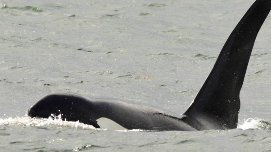 Wildlife is a unique focus on trips to Haida Gwaii