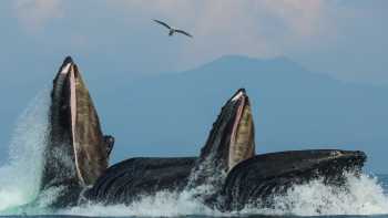 Aug25,Maple Leaf Adventures Humpback whales enjoy the spoils of Alaska's nutrient rich waters