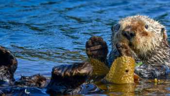 Cascadia-Wild-Side-2-2023-Philip-Stone-5421 (1),Philip Stone Sea Otter, Vancouver island