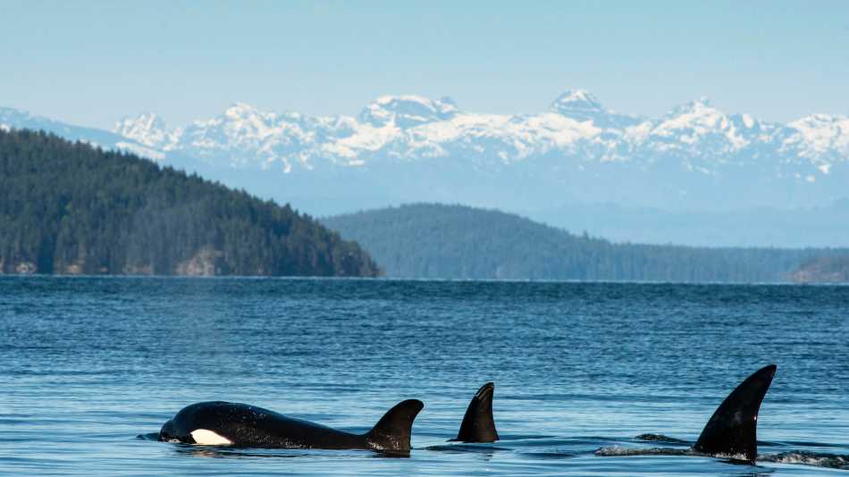 Orca pod in Desolation Sound