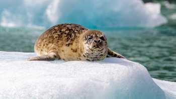MLA-AK-SV2-17-27-Aug-2021-Simon-Ager-1300 (1),Maple Leaf Adventures A Harbor seal basking in the sun