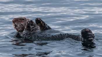 MLA-AK-SV2-17-27-Aug-2021-Simon-Ager-565,Simon Ager Sea Otter relaxes