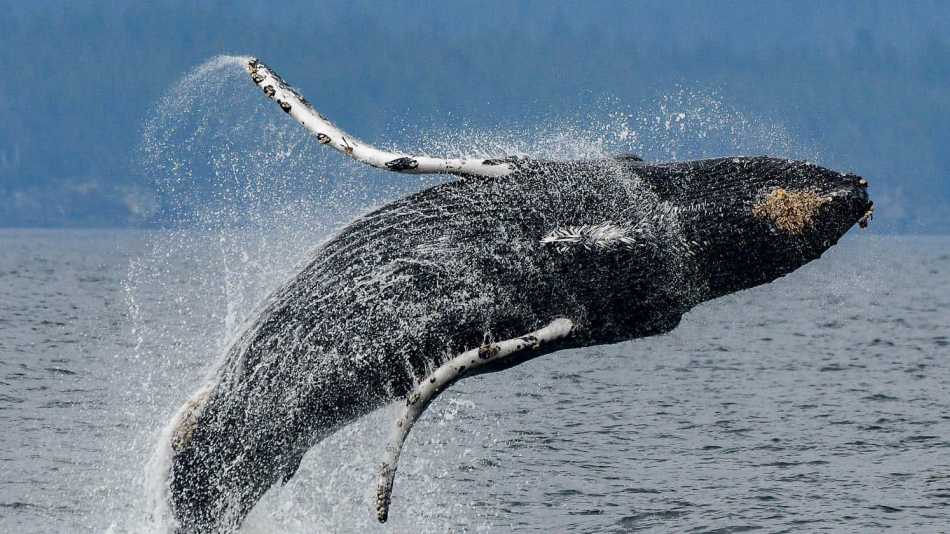 A humpback breaches | Phillip Stone