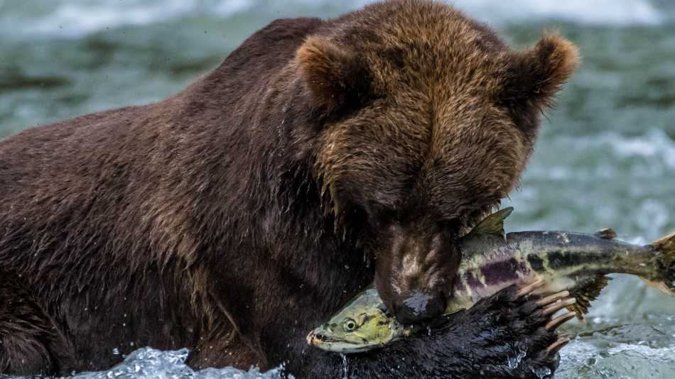 The salmon run, Great Bear Rainforest
