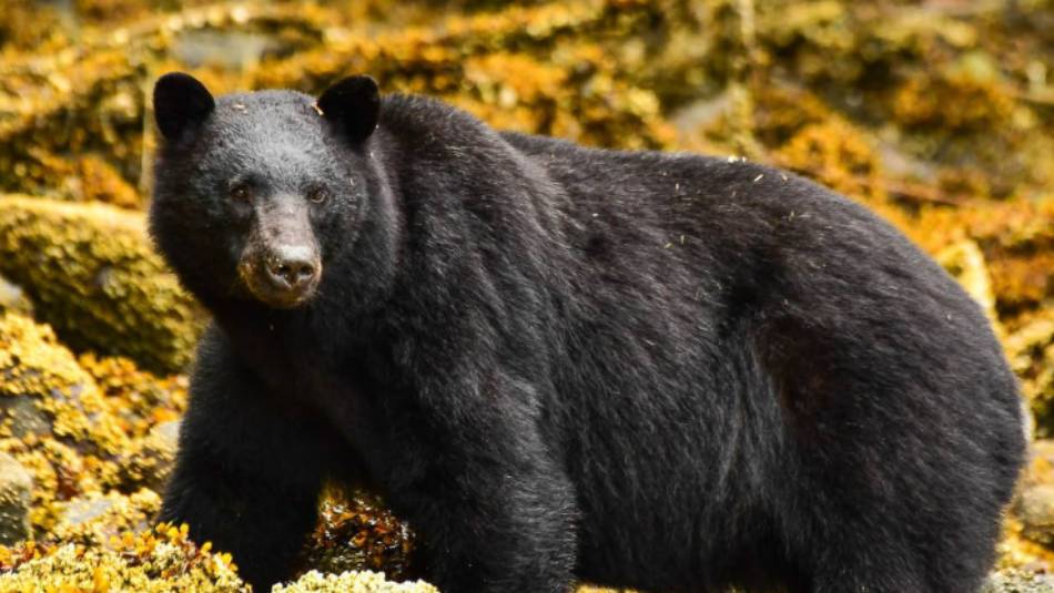 Wildlife is a unique focus on trips to Haida Gwaii | Phillip Stone