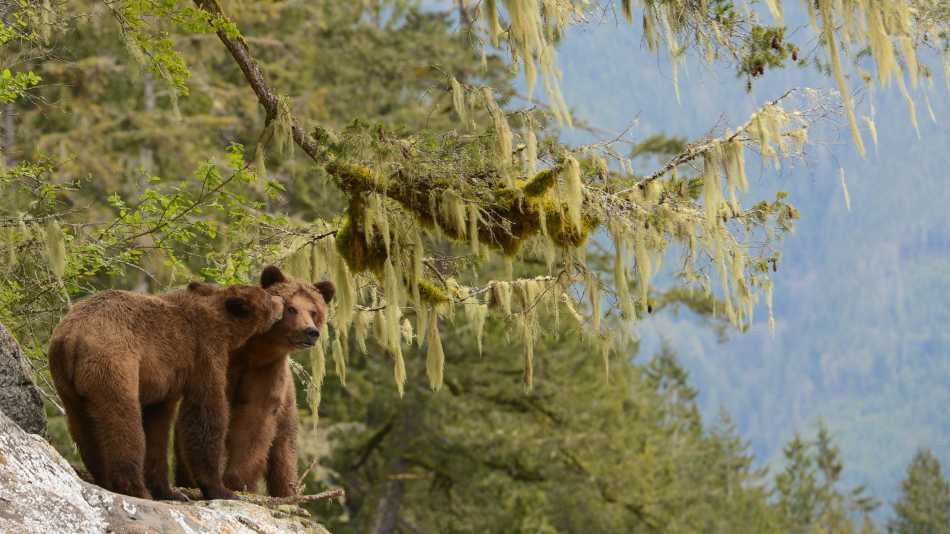 Brown Bear in Desolation Sound | Tavish Campbell