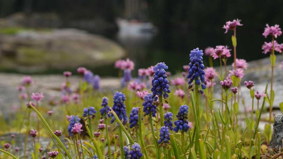 Spring blooms in Desolation Sound | Tavish Campbell
