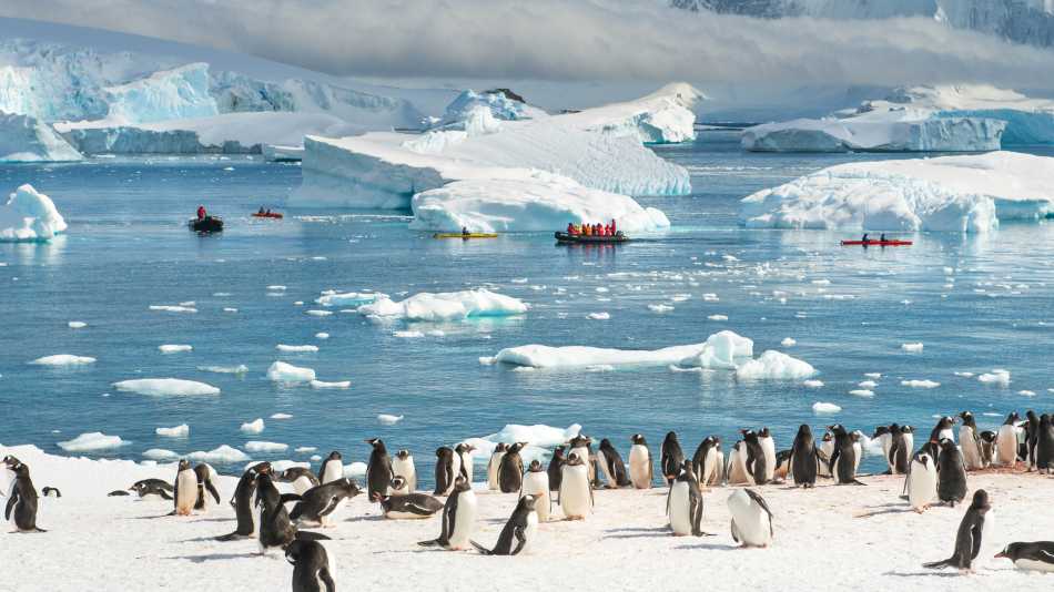 Gentoo penguin colony in Antarctica | Anthony Smith