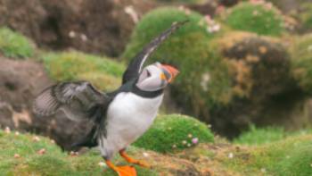 Puffin Fair Isle Shetlands Scotland,Olga Parshina Prolific birdlife including Atlantic puffins are found on Fair Isle in the Shetlands