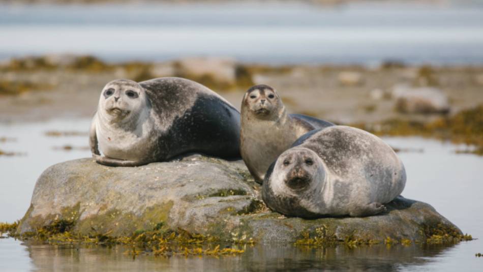 Seals around Svalbard | John Bozinov