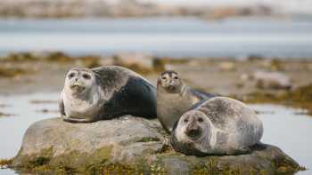 Svalbard_Wagonwaybreen Fjord seals,John Bozinov Seals around Svalbard