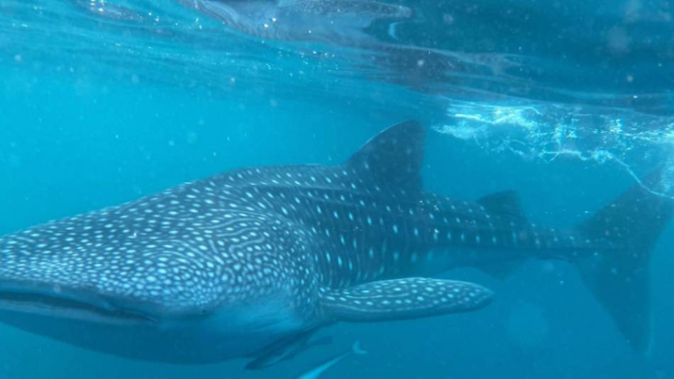 The gigantic and gentle whale shark